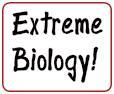 Extreme Biology Blog