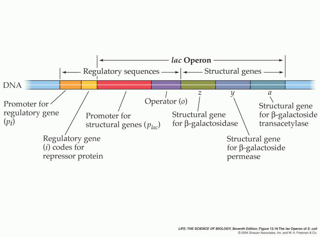 Themes in Biology – Regulation