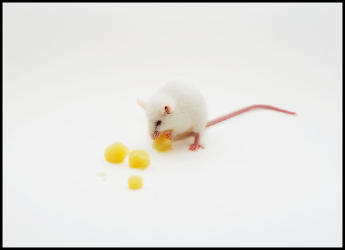 Have No Fear, Food Allergy Prevention is Here!