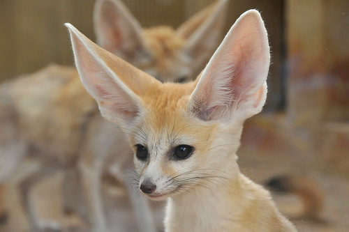 Are Fennecs Foxes?