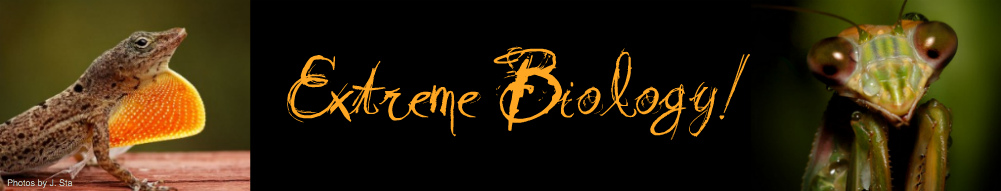 Extreme Biology Blog