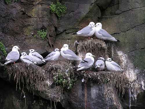 Summer of the Seabirds – Techniques in the Field